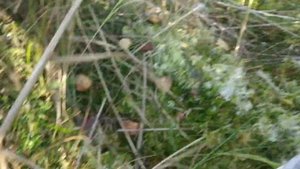 Поход за клюквой. Ростов Великий