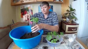 Как поживают наши огурцы в торфяных таблетках?