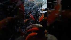 Голодный карп КОИ || koi fish famine