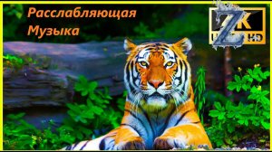 Красивые дикие животные и расслабляющая музыка для снятия стресса.
#1