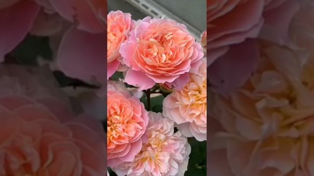 Роза Импрессионист ( Rose Impressionist )