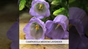 Campanula Bouquet DIY - PetalDriven.com