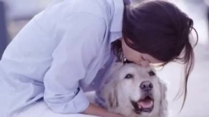 Песня «Грустный пес»