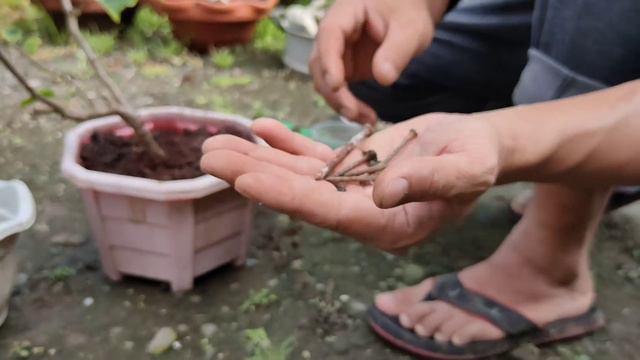 Bougainvillea Flowering Tips in 30 Days | 36 Petals | Part 1 @ProbinsiyanongDaddy смотреть онлайн