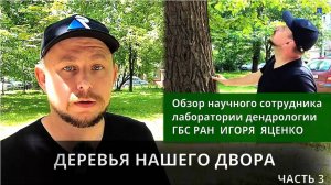 Деревья в московских дворах - обзор дендролога