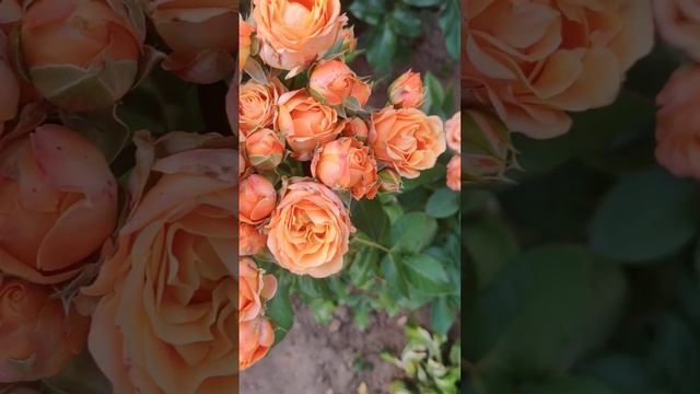 Роза Коралл Баблс❤️❤️❤️ #сад#цветы#розы#garden#rose#flowers