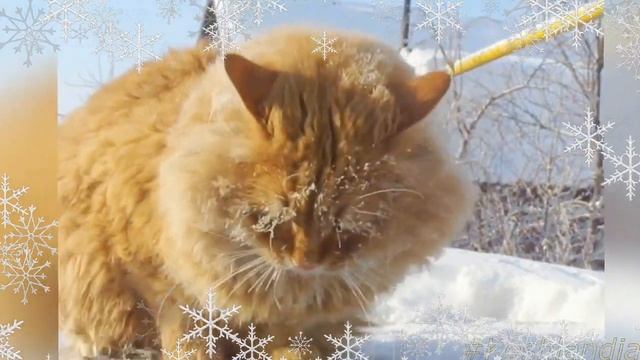 Зимнее Счастье! Я люблю... Когда Зима приходит и кружится белый мягкий снег... смотреть онлайн