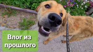 Продолжение после Смерти Бусинэ...Пристроили котенка. Приручаем Персика. Щенок заболел Энтеритом.