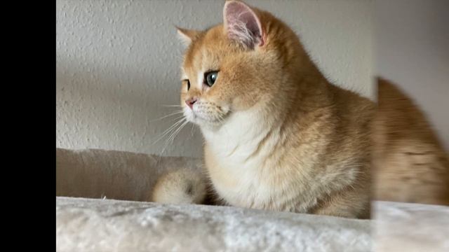 ?КОШКИН ДОМ? СЕМЬЯ КОШЕК?GOLDEN KITTENS GERMANY?