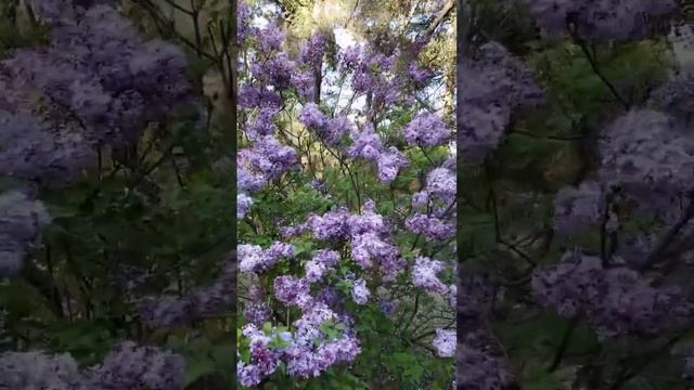 Beautiful lilacs at Descanso Gardens blooming. Spring 2023