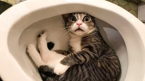 Смешные кошки и собаки ?? Приколы с Животными