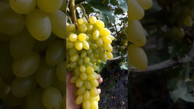 Кишмиш Столетие