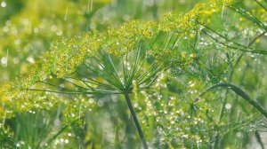 Красивая музыка Сергей Грищук! Сборник самых невероятно красивых, трогает до глубины души