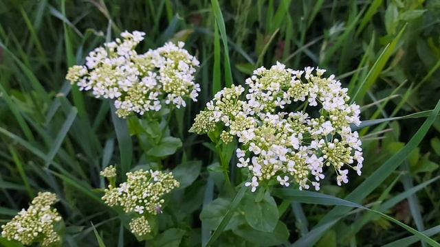 Сура "Мухаммад ".  Чтец Мухаммад  аль - Люхайдан. смотреть онлайн