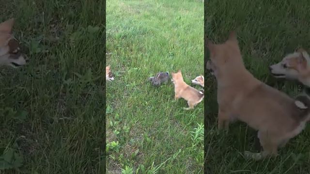 Щенки западно-сибирской лайки смотреть онлайн