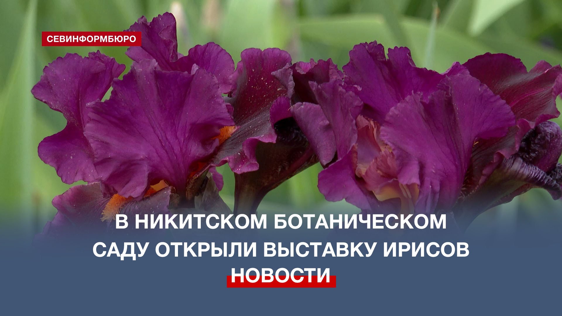 В Никитском ботаническом саду открыли выставку ирисов