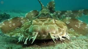 Wobbegong shark - strangest ambush predators with shaggy beard