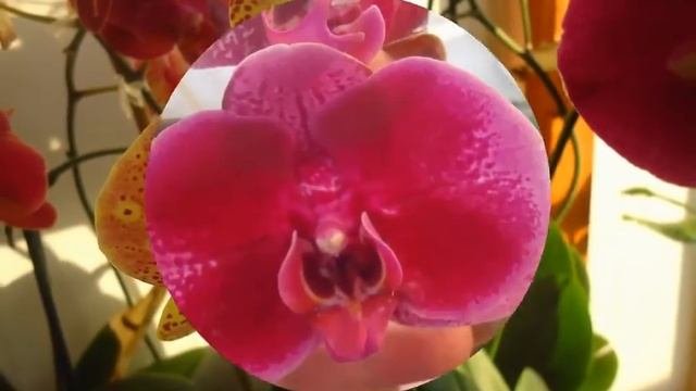 Орхидея Фаленопсис Orhid Phalaenopsis 2