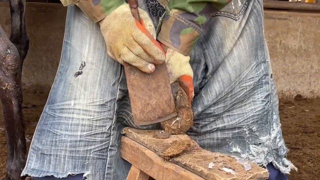 If there is a hole in the center of the hoof, trim it and treat it! смотреть онлайн