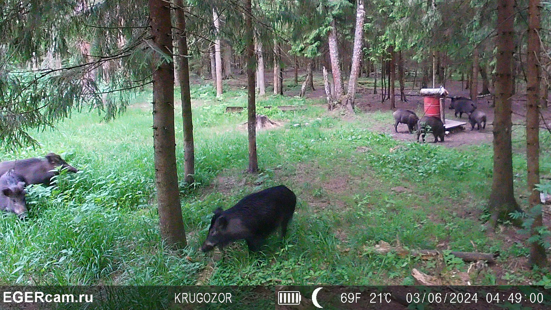 Кабаны. Поели и порезвились )
Всегда свежие фото и видео с фотоловушек Егерькам.