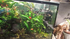 Аквариумные растения Под и Над водой. Стрижём, Сажаем,....Подмениваем!)