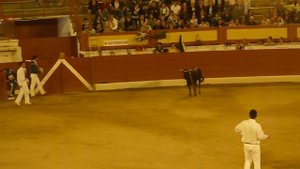 Бескровная коррида во Франции Course landaise