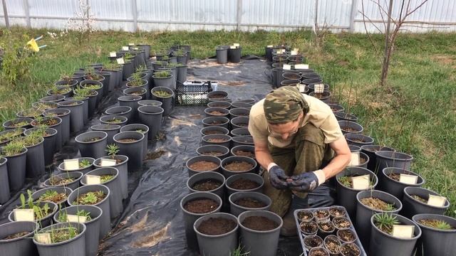 Грецкий орех. Пересадка в 7 литровые горшки. смотреть онлайн