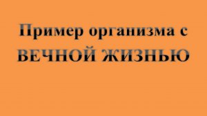 38. Пример организма с ВЕЧНОЙ ЖИЗНЬЮ  :-)  Сказки про ВСЯКОЕ.