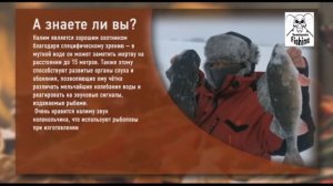 Рыбный день14 Хе из налима  Ημέρα μαγειρέματος ψαριών14 Part1