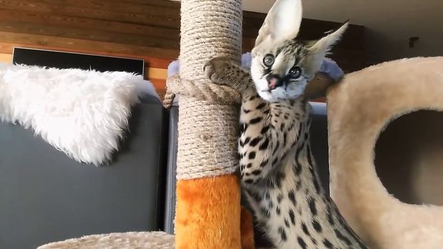 Сервал точит когти смотреть онлайн