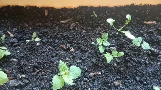 Посадил клён выросла картошка Отчёт по семенам деревьев с AliExpress смотреть онлайн