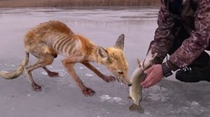 Эти Животные Попросили Человека О Помощи. Человечность.