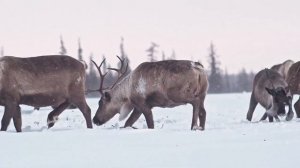 Суровая электроразведка. Эпизод VII - лесотундра