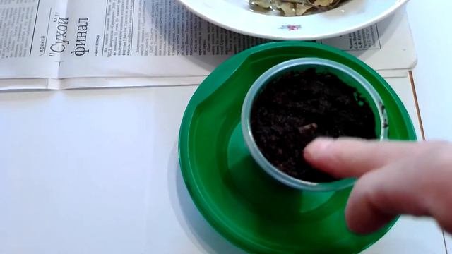 Как вырастить сосну в домашних условиях