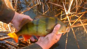 окунь в густом камыше