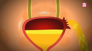 What If You Hold Your Urine For Too Long? | How Urinary System Works? | The Dr Binocs Show For Kids