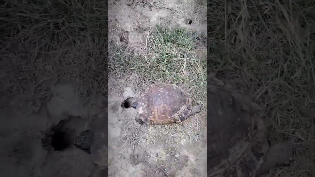 фауна Дагестан черепаха