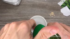 Как быстро вырастить рассаду ОГУРЦОВ. Семена прорастают за несколько часов!