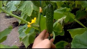 ВЫРАЩИВАНИЕ ОГУРЦОВ АТЛЕТ ЗИМОЙ