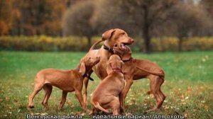 Венгерская выжла: описание легавой породы собак