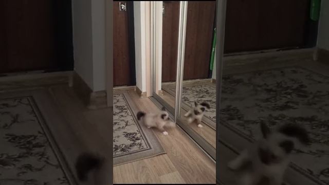 Котик хищник