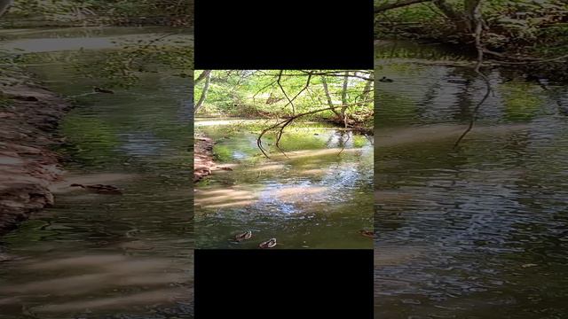 Уточки в сентябре смотреть онлайн