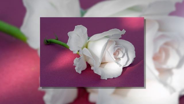 Душистые вещества для парфюмерии  Как создать аромат розы в парфюмерии и косметике