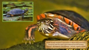 Самые интересные факты о черепахах для любознательных The most interesting facts about turtles