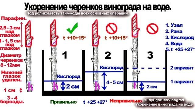 ? Укоренение черенков винограда на воде. Вся теориия 100% мощного укорения черенков винограда.