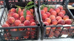 Утренний Кондор. Персик редкой красоты и вкуса.