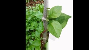 БАЗЕЛЛА  (BASELLA)  сем. Базелловые