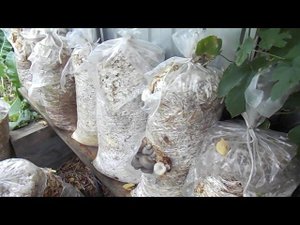 19  Продолжение грибной эпопеи по выращиванию вешенки 8.08.2021