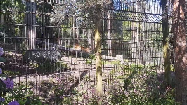 Korkeasaari (Helsinki Zoo) смотреть онлайн