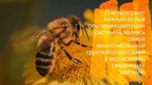 Полезная информация о пчёлах!!.mp4